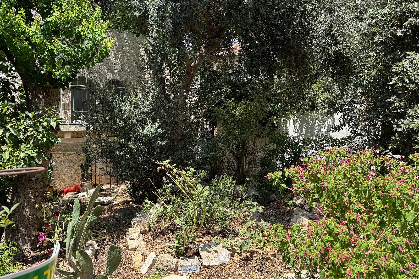 A small cultivated garden of dry earth and stones with a cactus and a pink flowering shrub beneath an olive tree, a Jerusalem stone house behind.